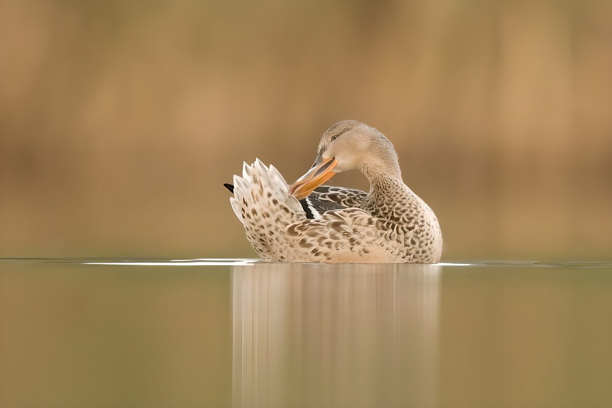 TPFR67302: Canard à miroir élégant