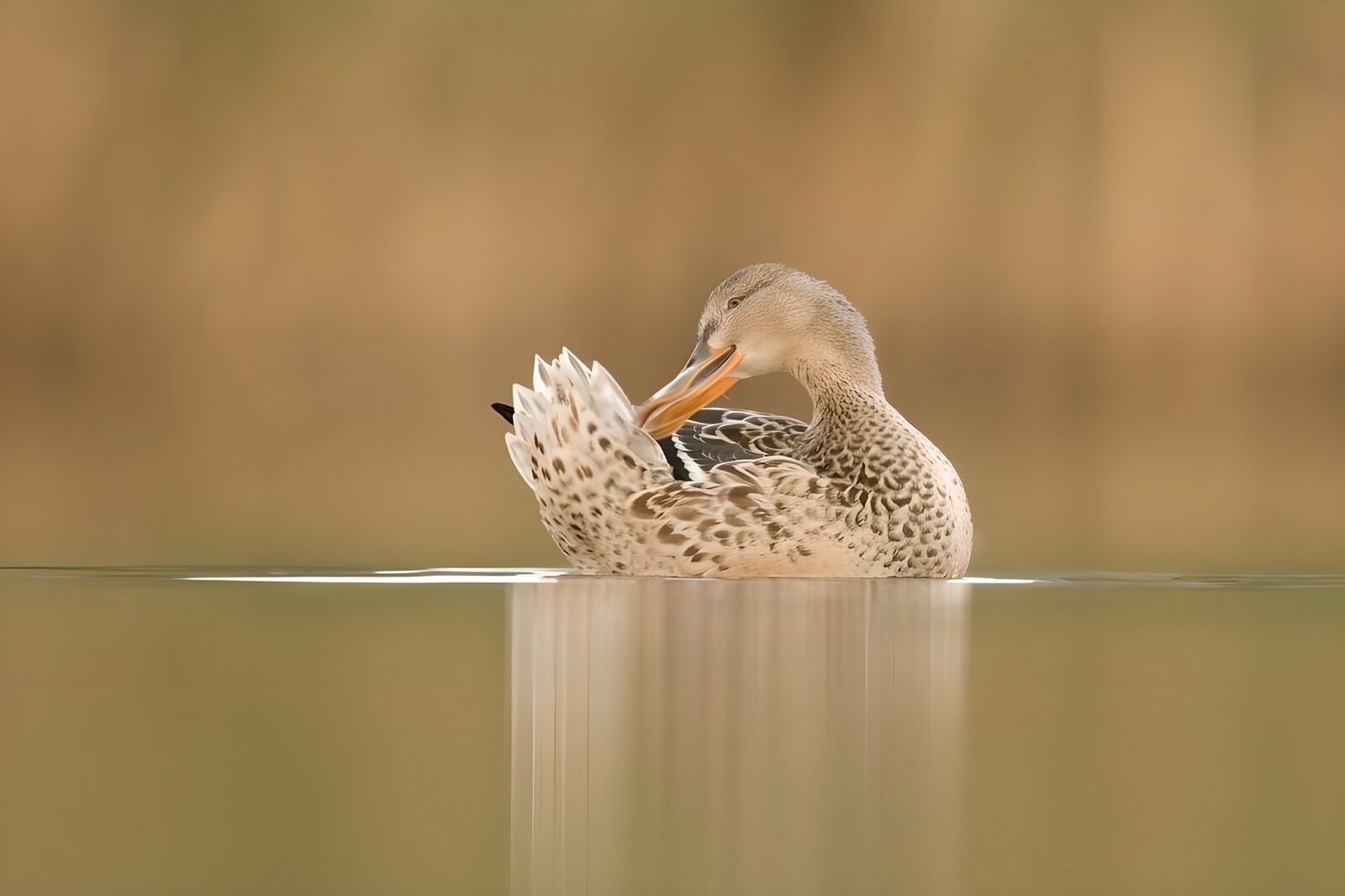 TPFR67302: Canard à miroir élégant