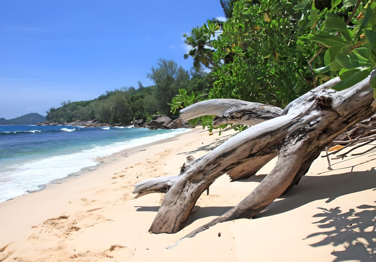 TPFR40063: Plage tranquille et bois flotté