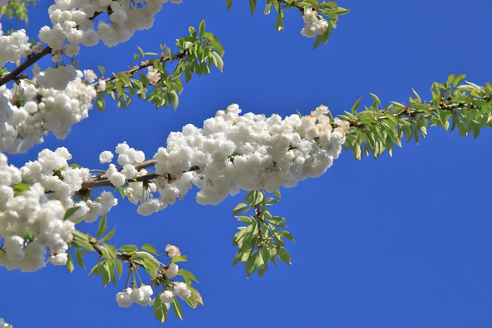 TPFR59440: Branches fleuries sous le ciel bleu