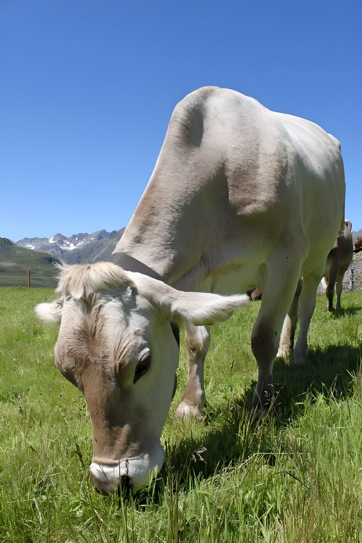 Vache dans un alpage