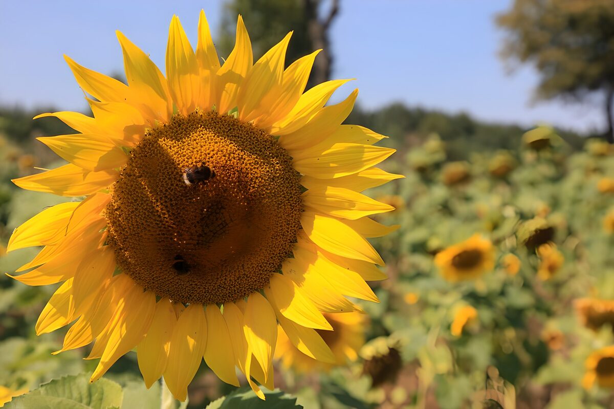 TPFR16309: Tournesol en Plein Épanouissement