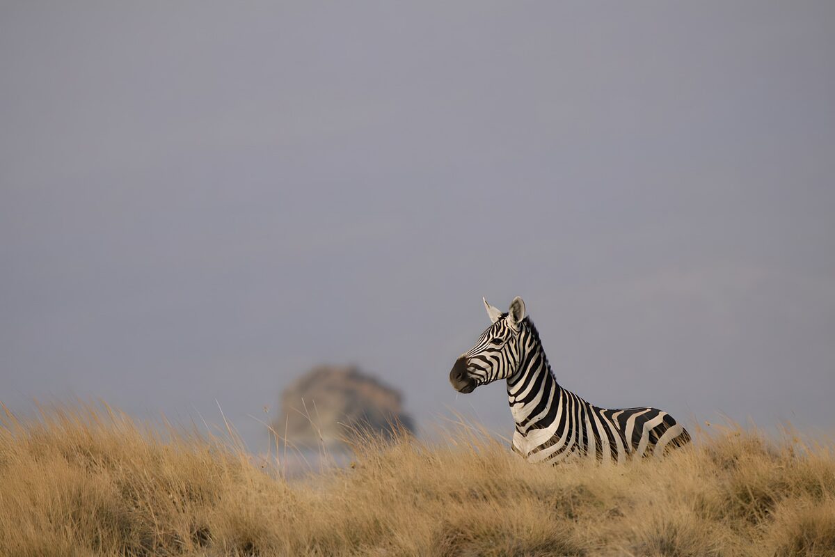 Une zèbre paisiblement dans la savane