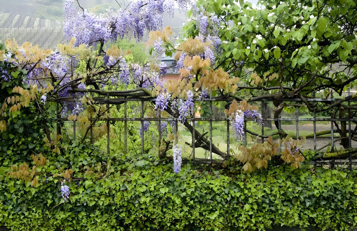 TPFR18238: Grillage serti de glycine mauve et de plantes grimpantes