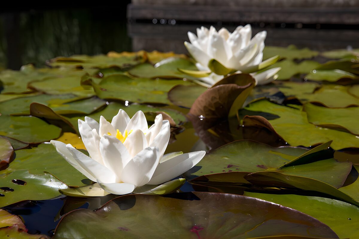 TPFR17568: Nénuphars en fleurs sur l'eau calme