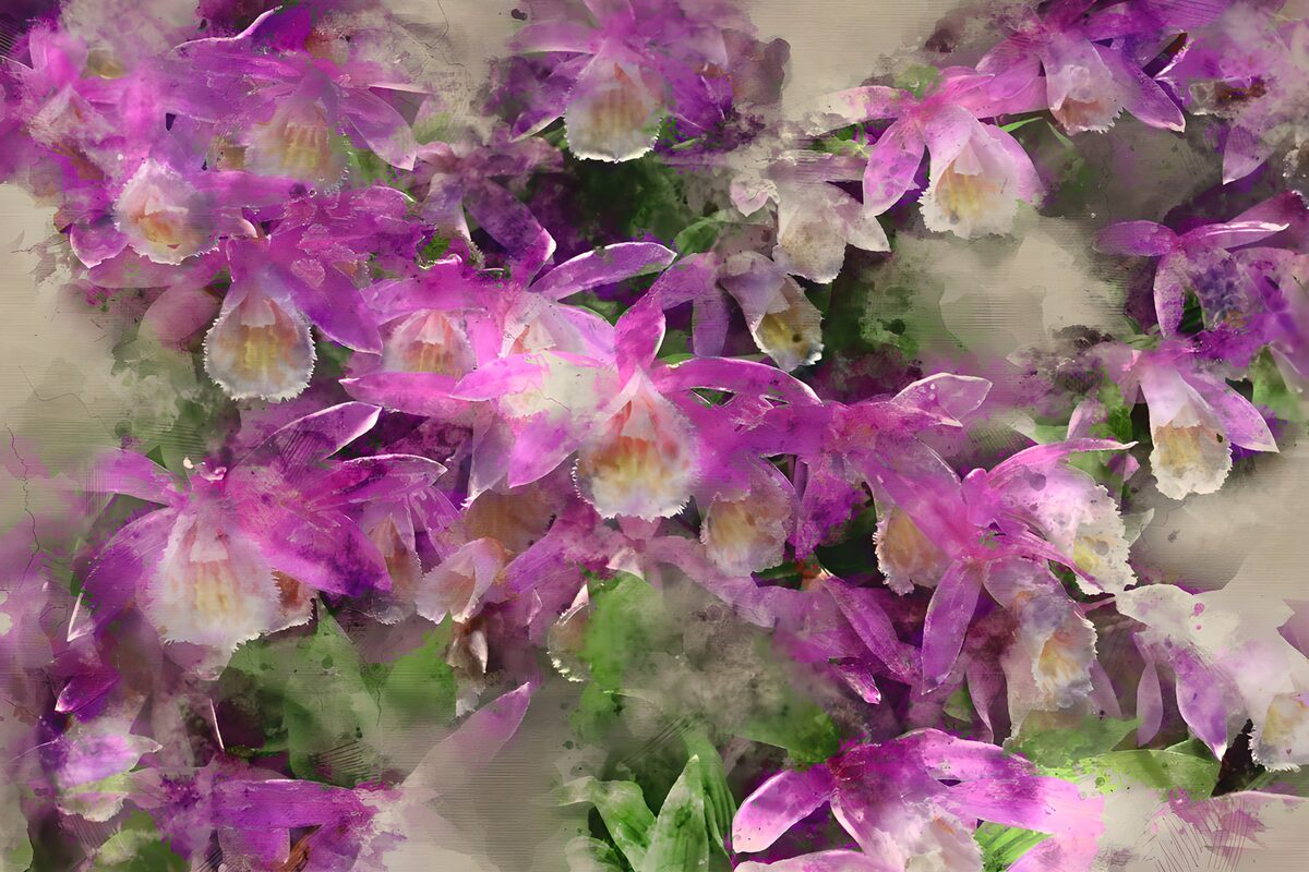 TPFR73910: Fleurs orchidées en couleurs éclatantes
