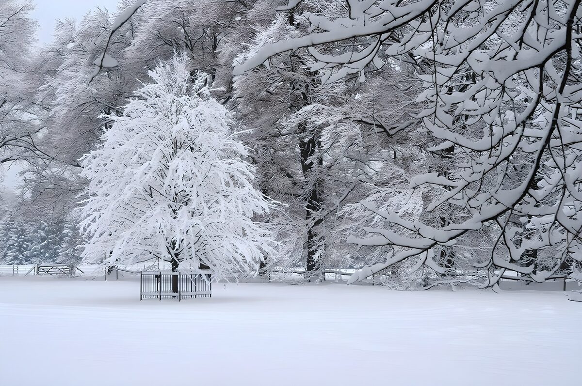 TPFR87930: Arbre enneigé dans un paysage hivernal
