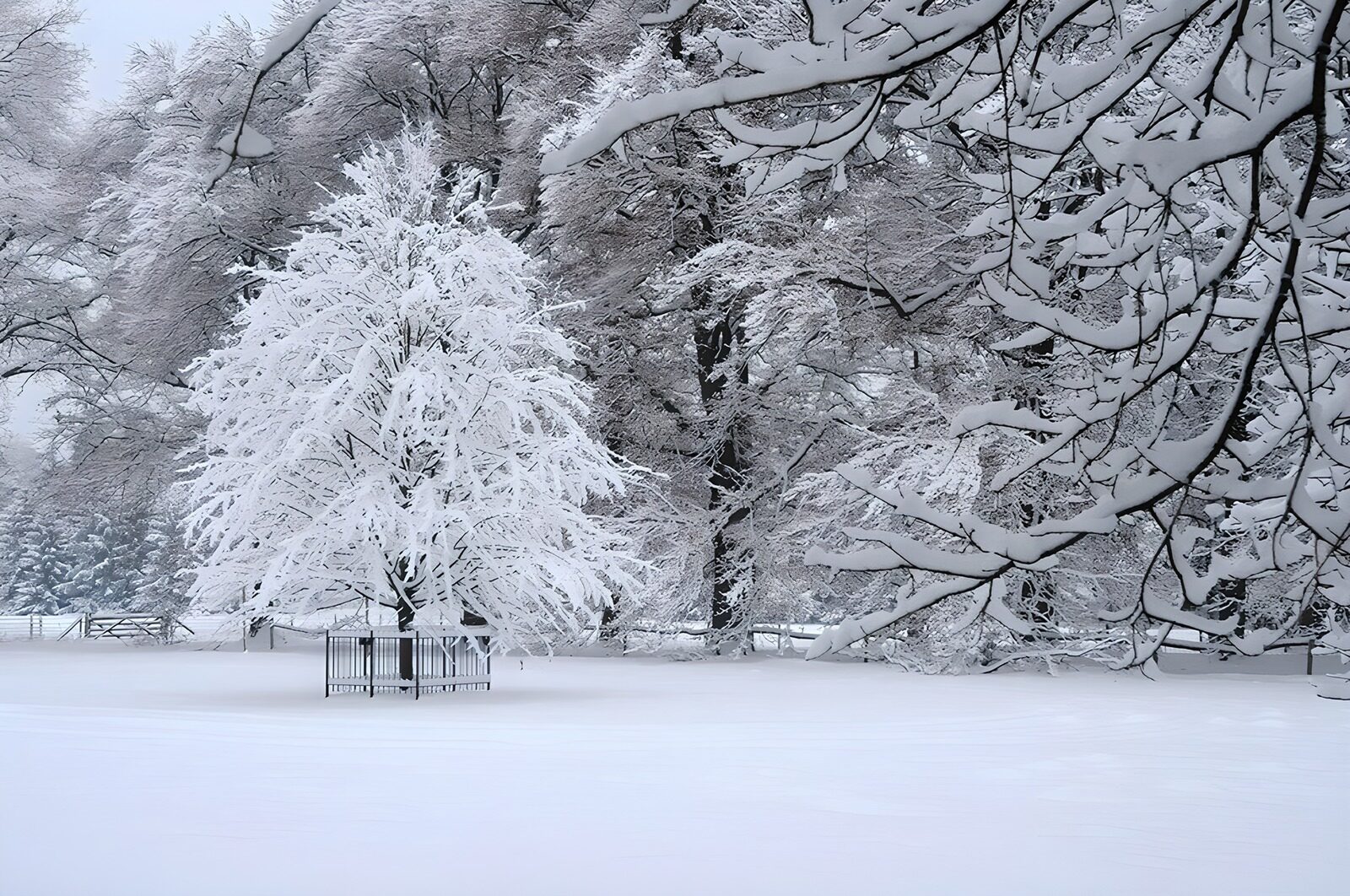 TPFR87930: Arbre enneigé dans un paysage hivernal