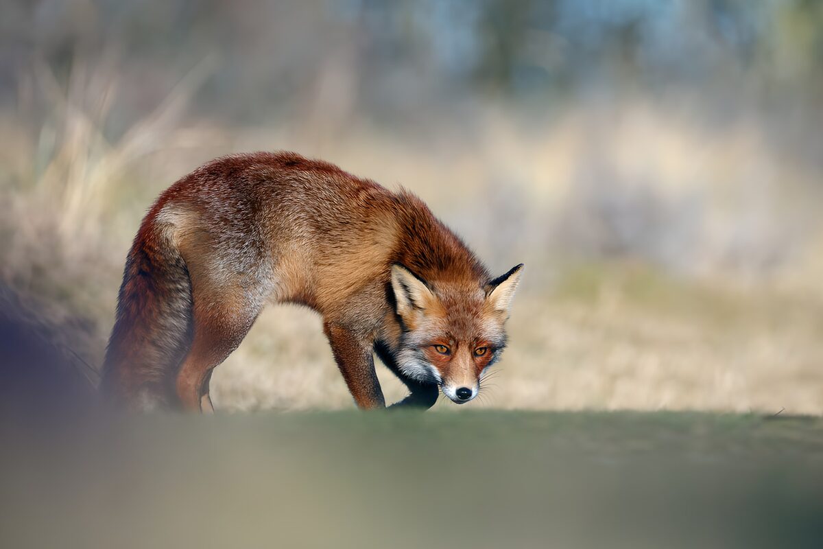 TPFR80951: Renard curieux dans son habitat naturel
