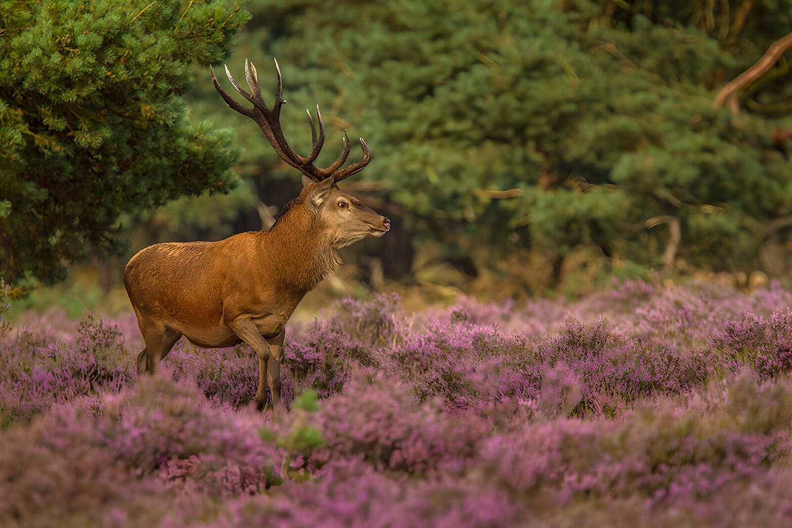 TPFR76970: Cerf majestueux dans la bruyère