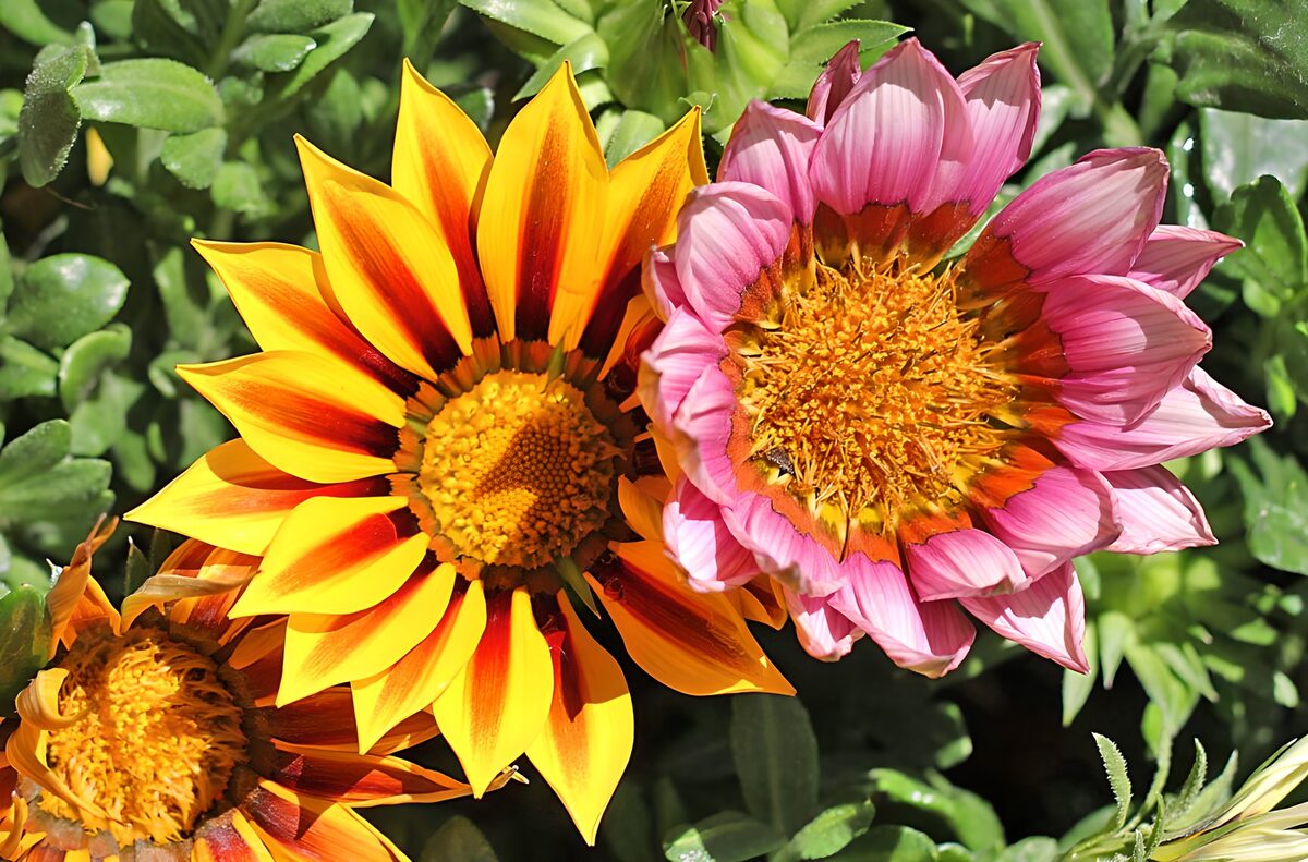 TPFR17952: Fleurs vibrantes en été
