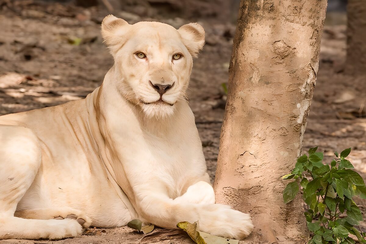 TPFR53351: Lionne blanche au repos