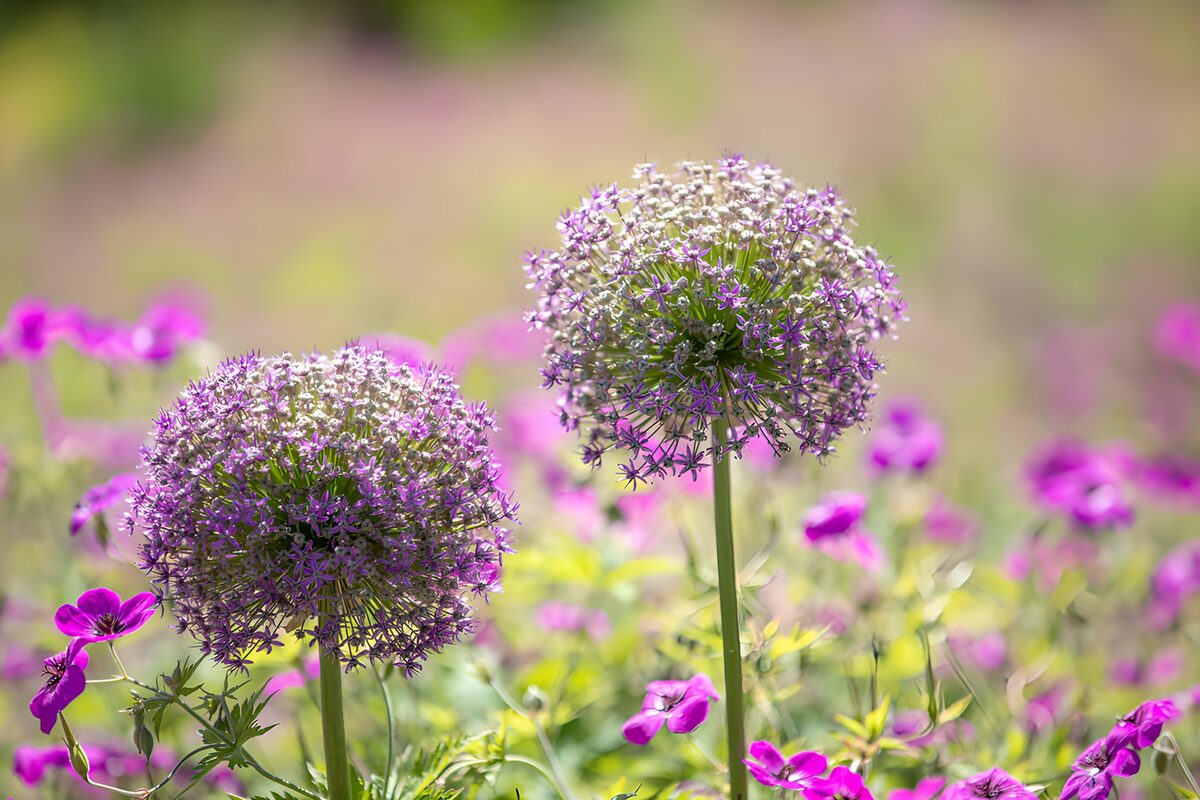 TPFR19048: Fleurs violettes en pleine floraison