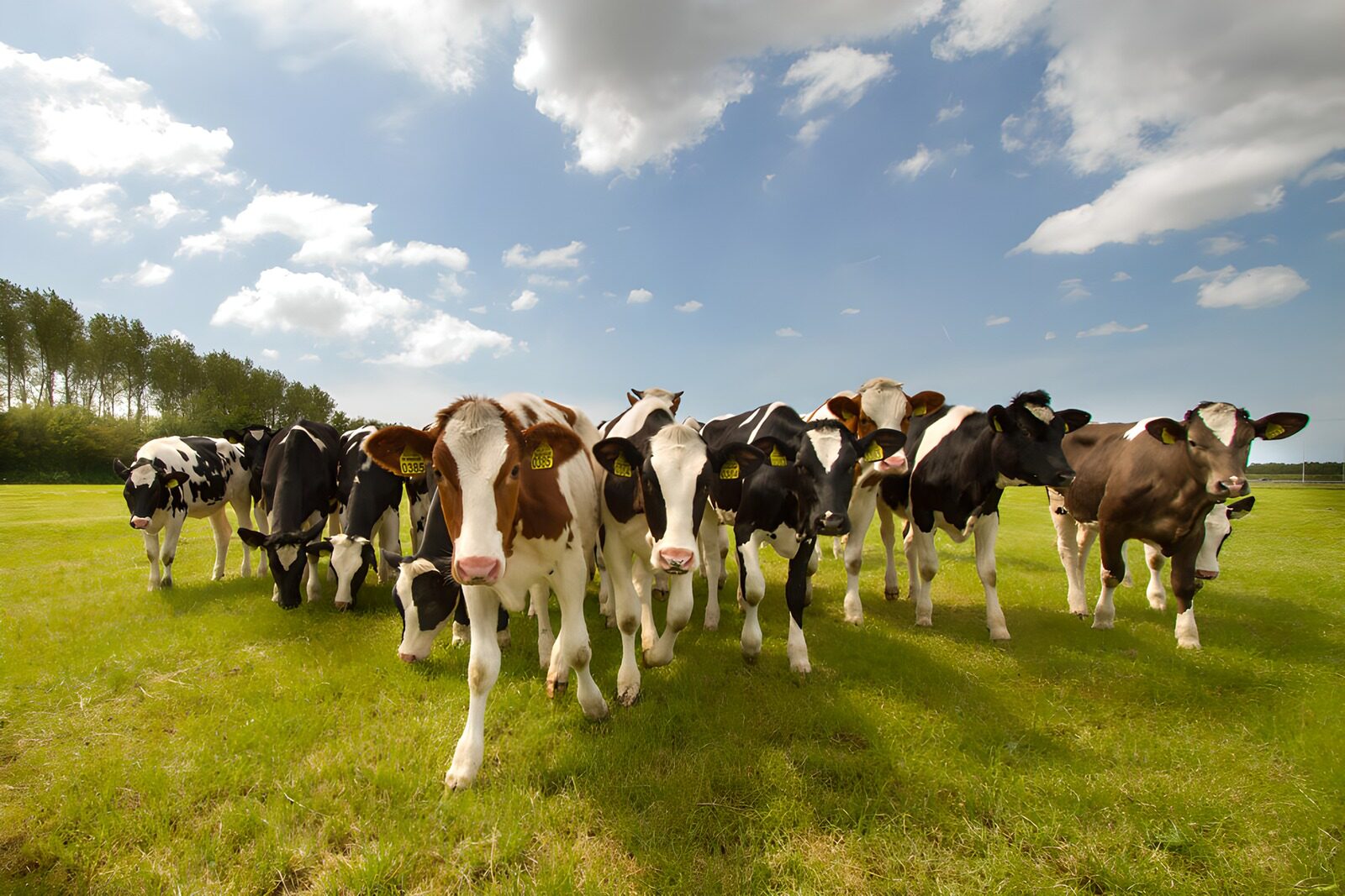 TPFR28093: Vaches dans un champ verdoyant