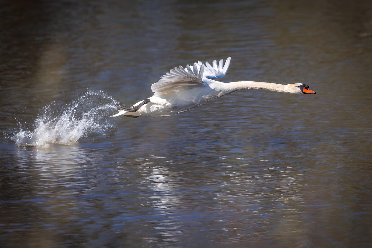 TPFR44596: Cygne majestueux en plein vol