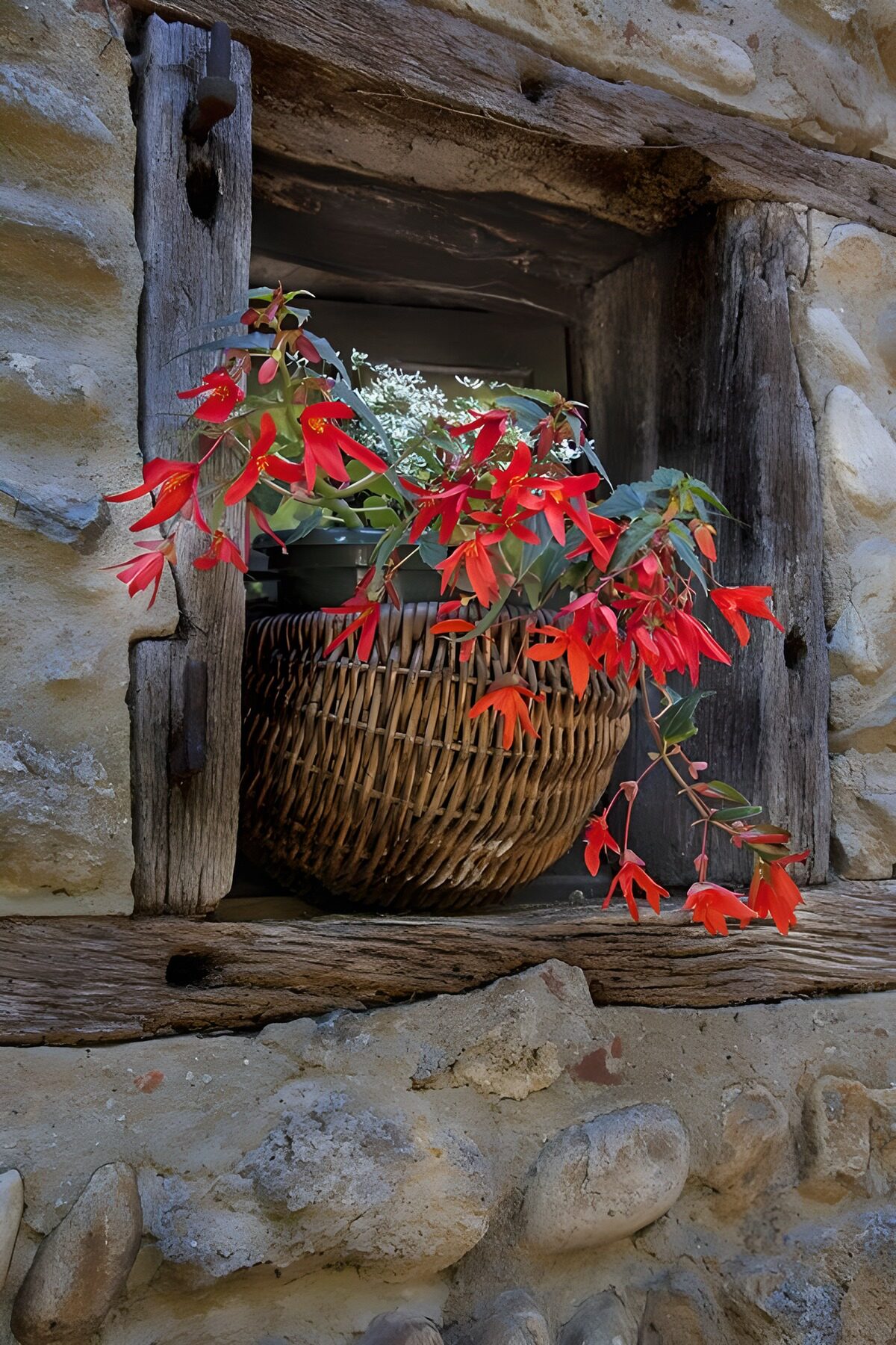 TPFR95319: Fleurs rouges dans une fenêtre rustique