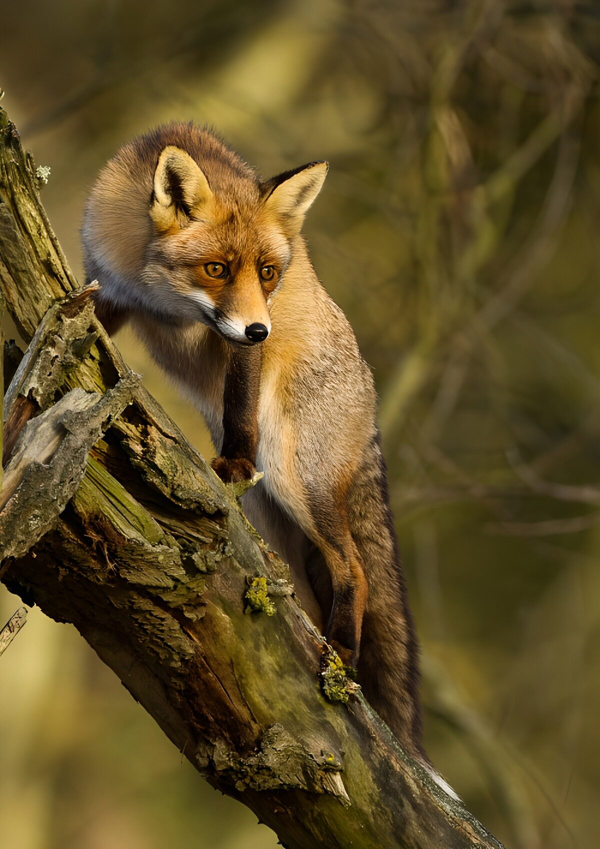 TPFR45770: Renard curieux sur une branche