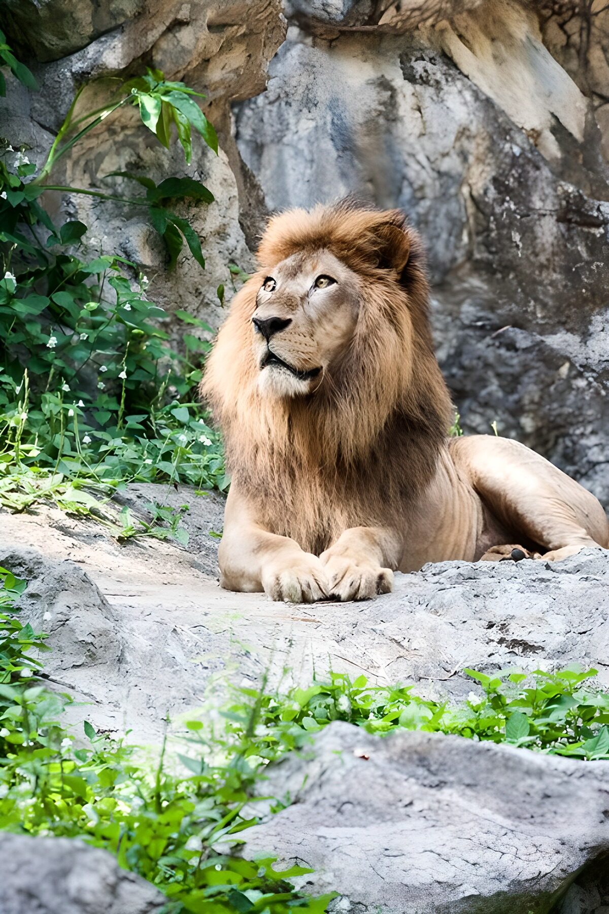 TPFR10225: Lion majestueux sur un rocher