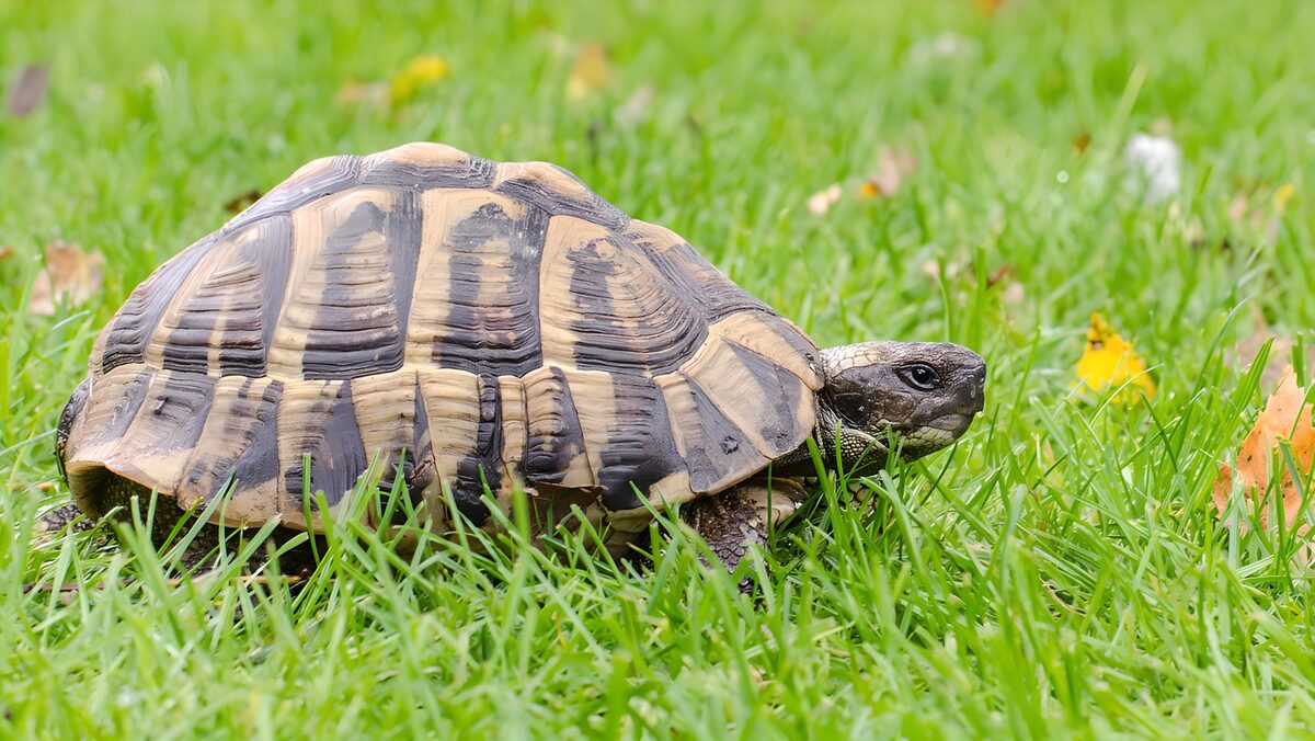 TPFR45581: Une tortue dans l'herbe verte