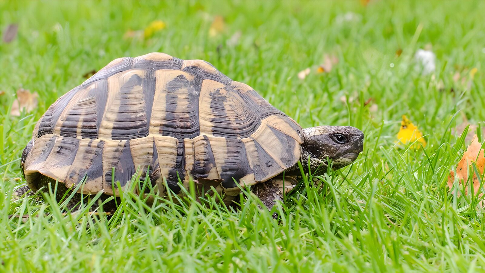 TPFR45581: Une tortue dans l'herbe verte