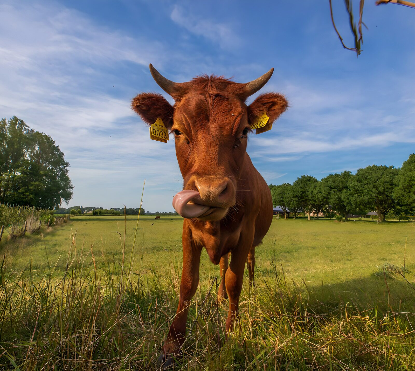 TPFR71900: Vache curieuse sous le ciel bleu