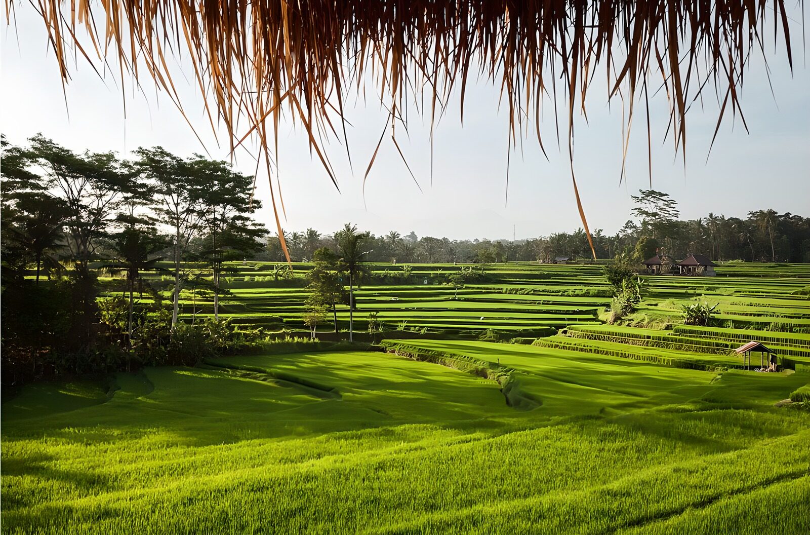 TPFR51259: Champs de riz à Bali