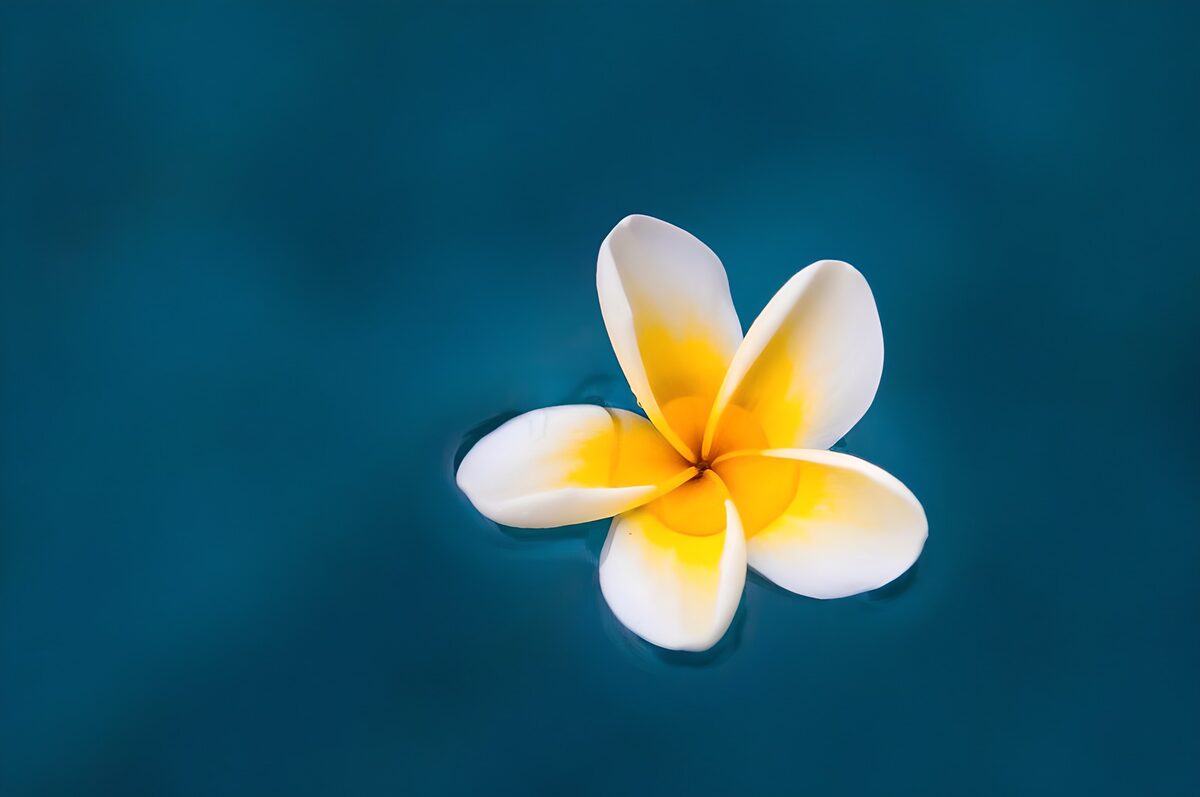 TPFR90777: Fleur de frangipanier sur fond aquatique