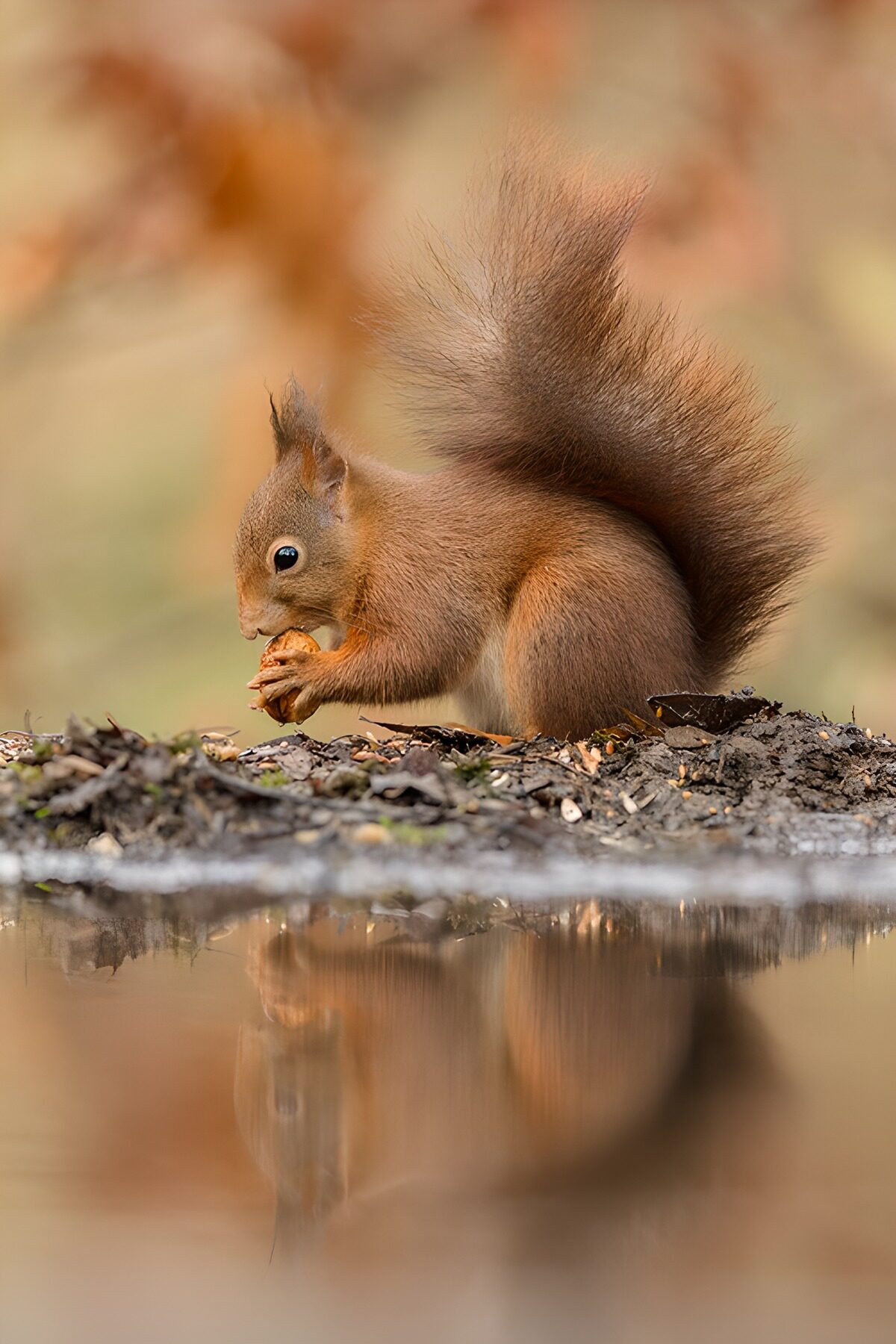 TPFR80429: Écureuil gourmand au bord de l'eau