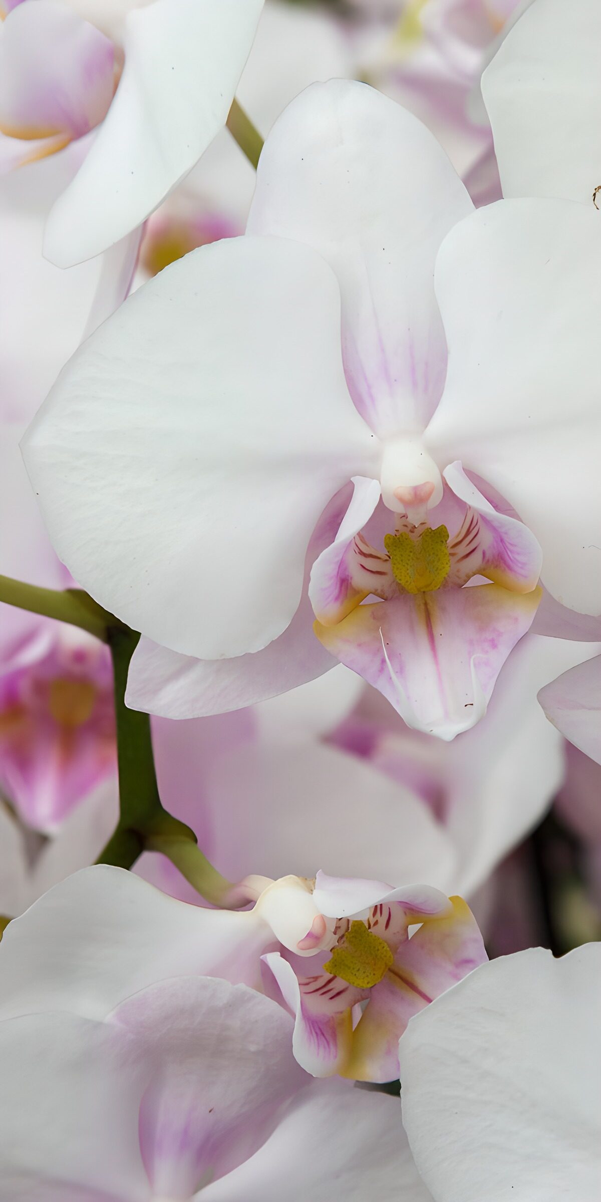 TPFR40202: Orchidée blanche et rose