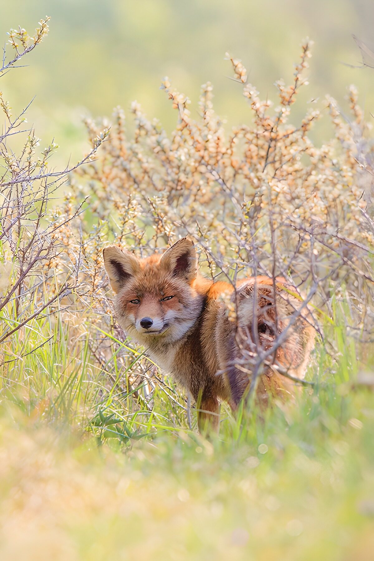 Renard russet dans les buissons