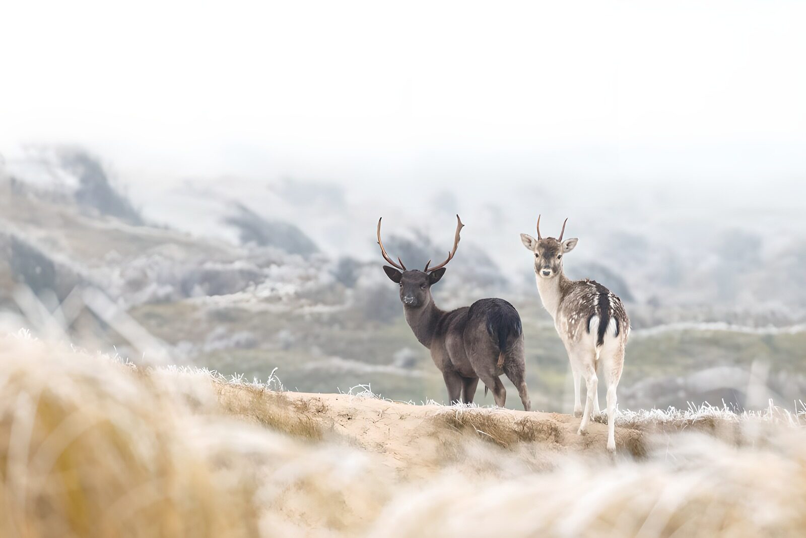 TPFR65150: Cerfs dans le brouillard matinal