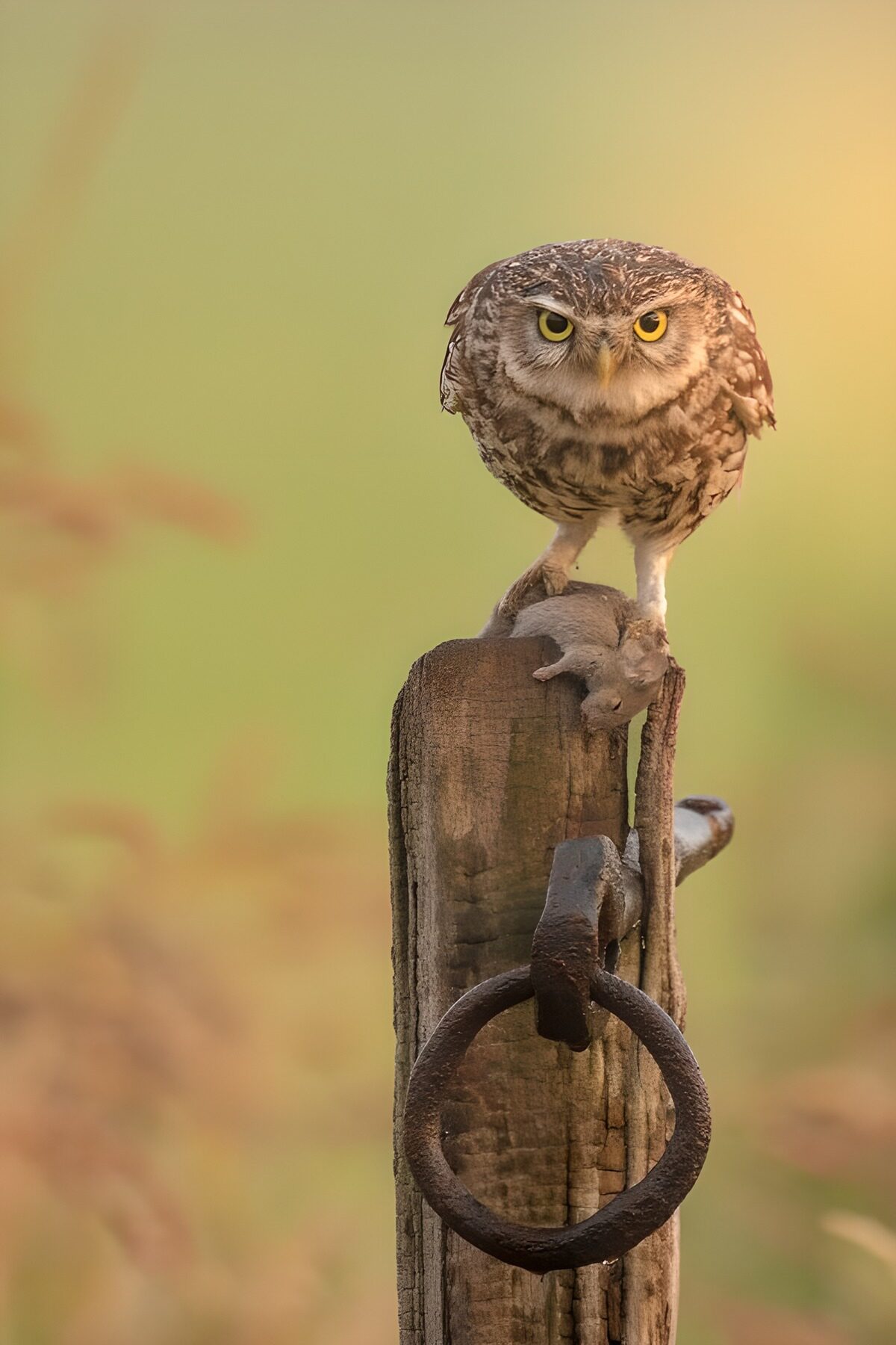 Hibou sur un poteau au crépuscule