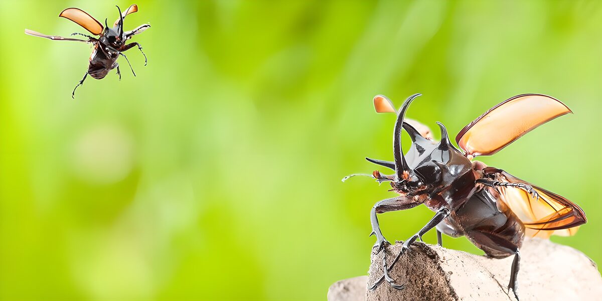TPFR36257: Scarabes volants dans la nature
