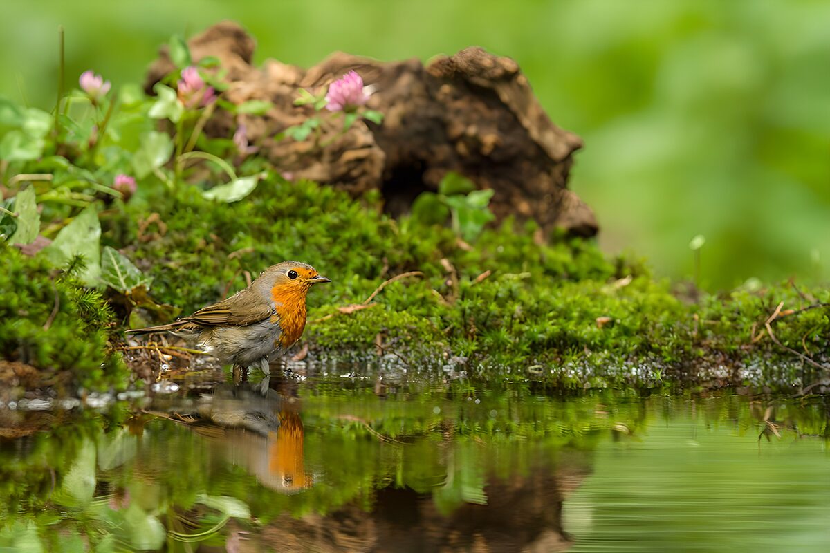 Rouge-gorge se désaltérant au bord de l'eau
