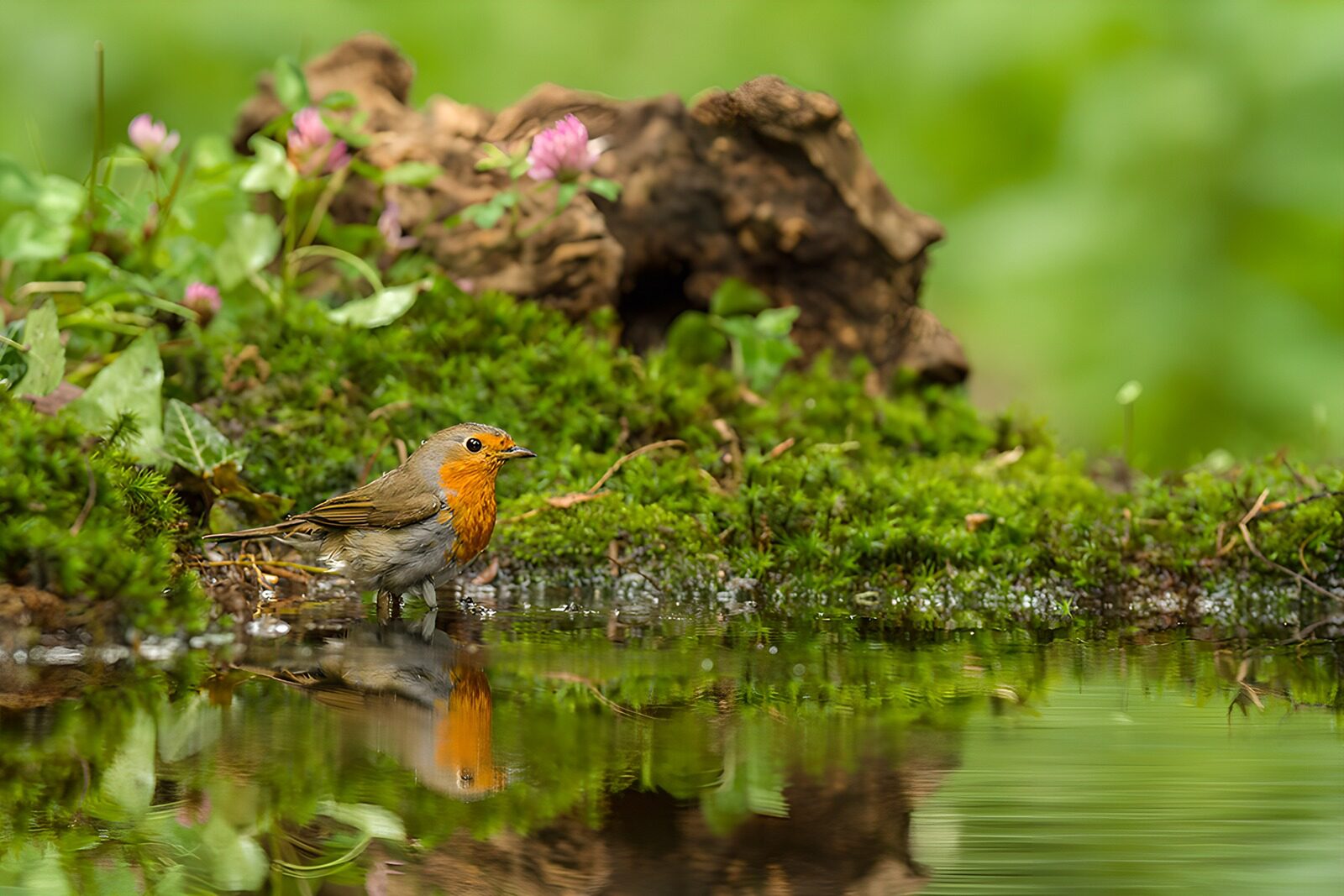 TPFR92883: Rouge-gorge se désaltérant au bord de l'eau