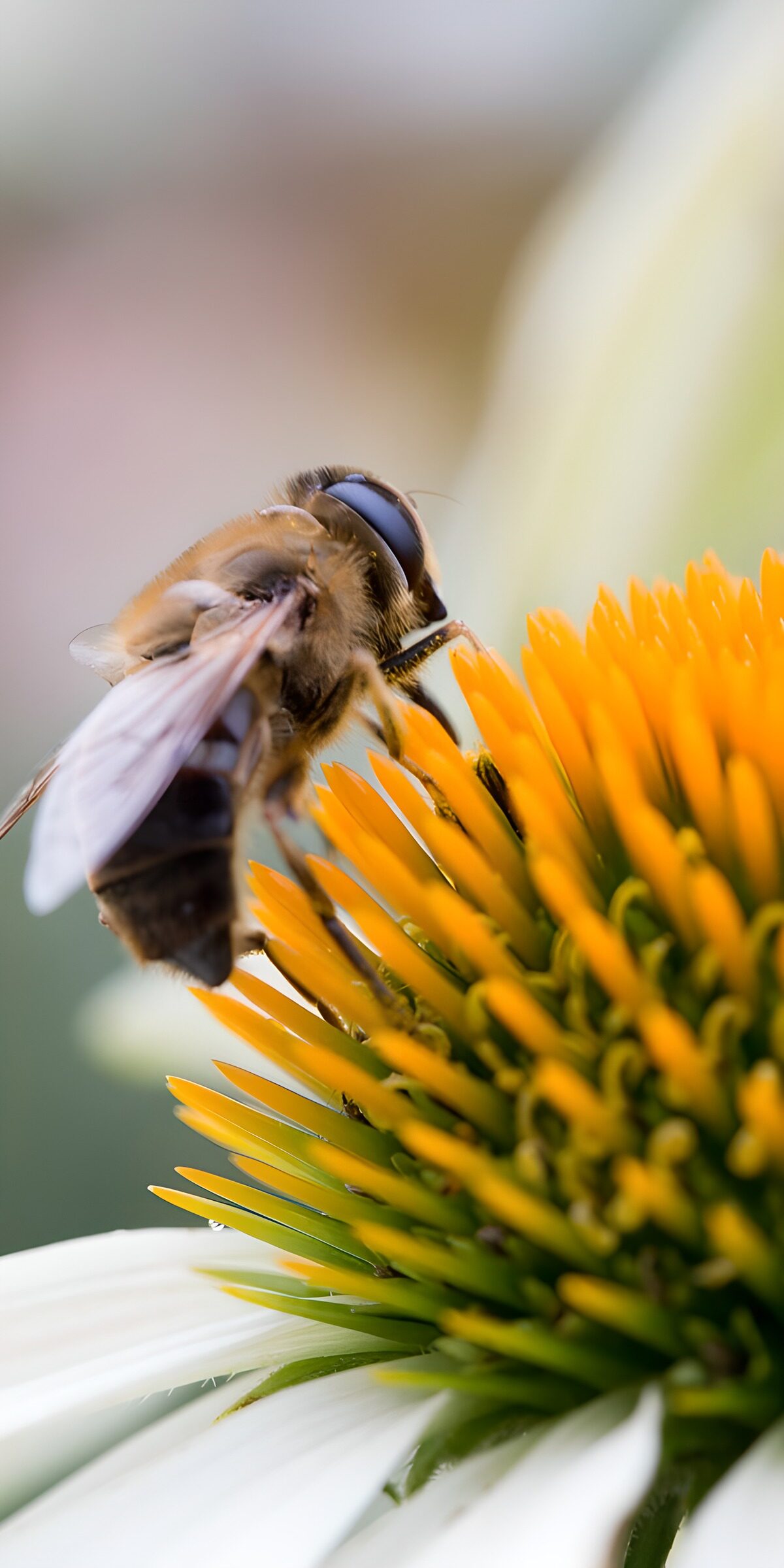TPFR84463: Abeille sur une fleur colorée