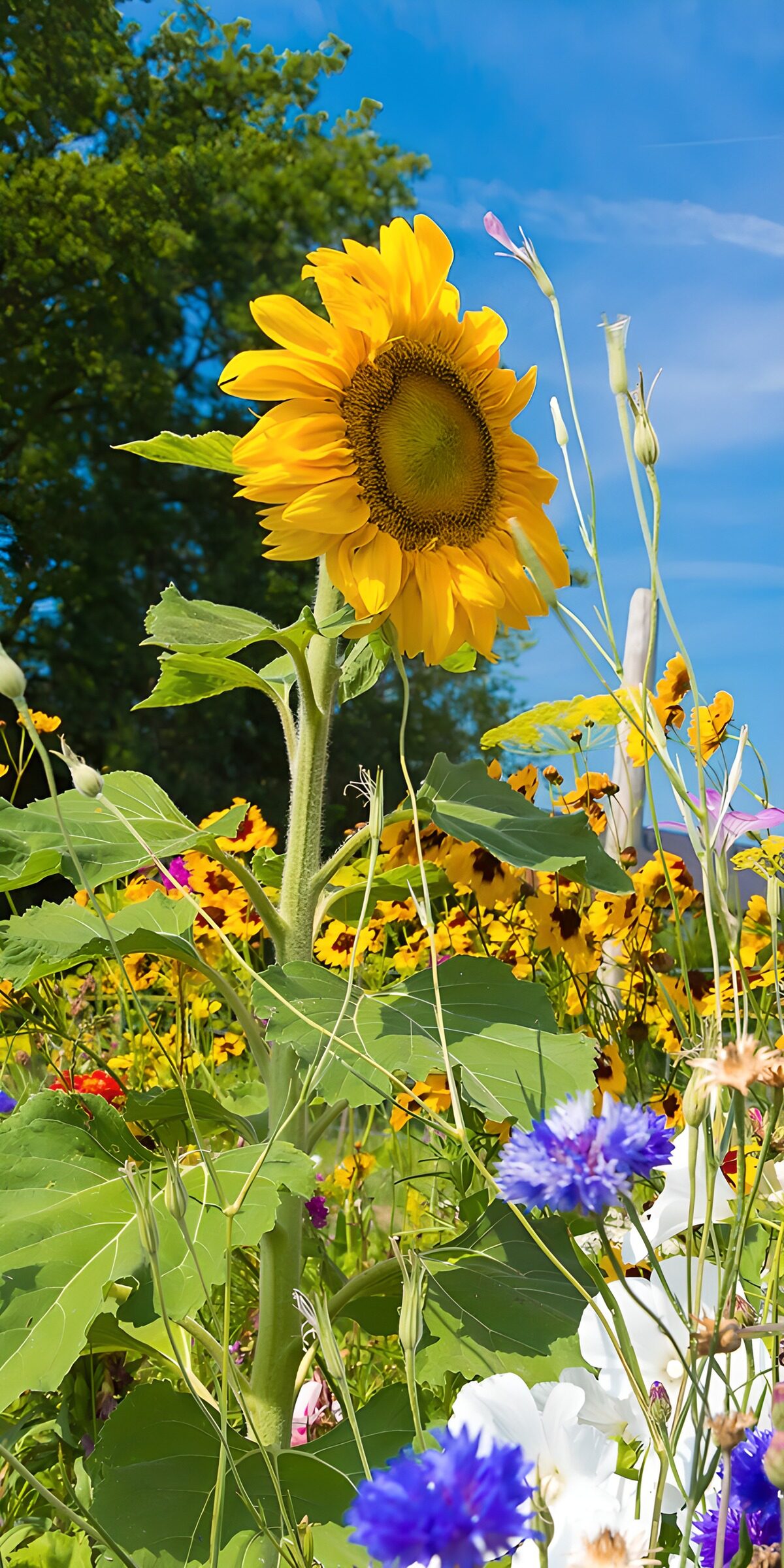 TPFR65416: Champ de tournesols en fleurs en été