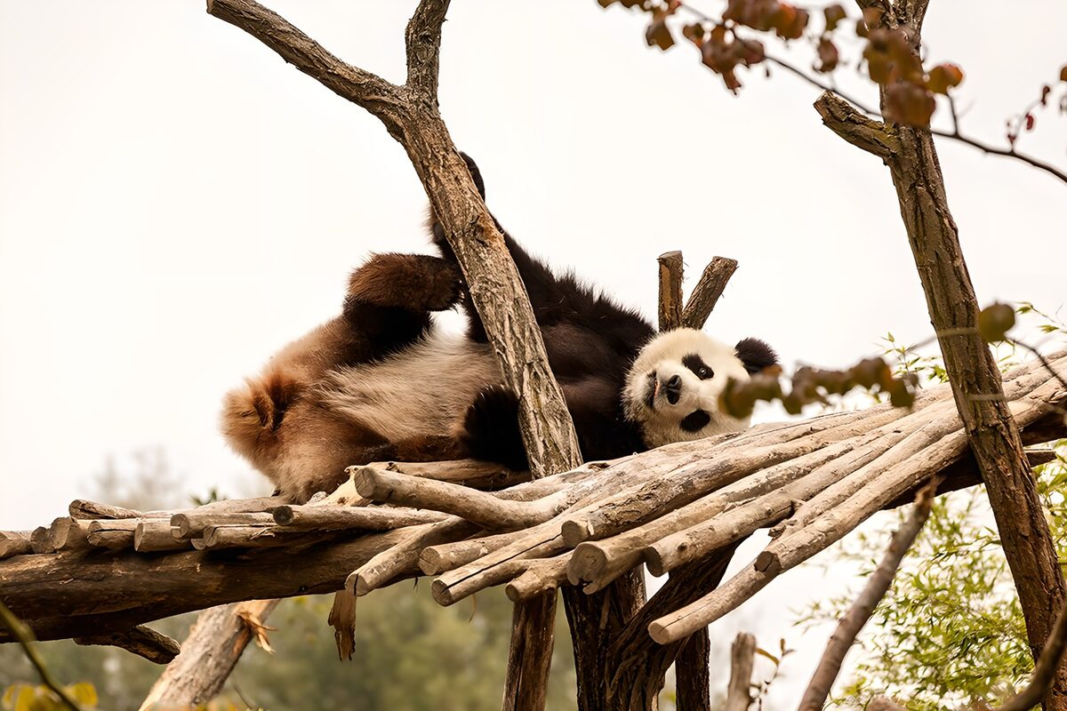 TPFR20708: Panda curieux sur une branche
