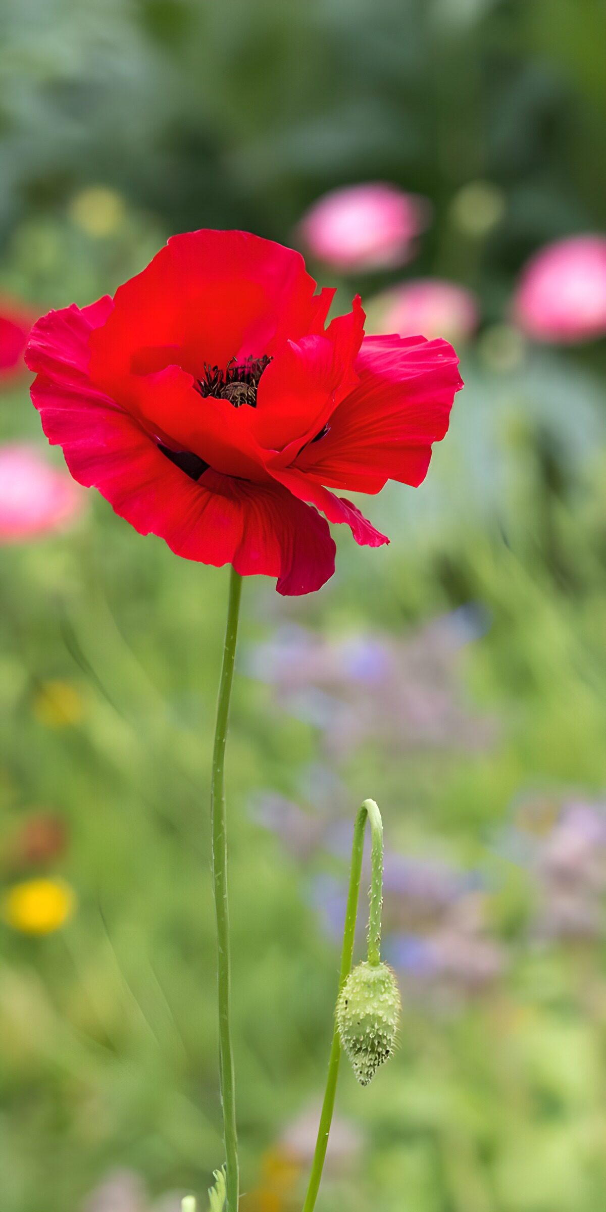 TPFR91653: Fleur de coquelicot éclatante