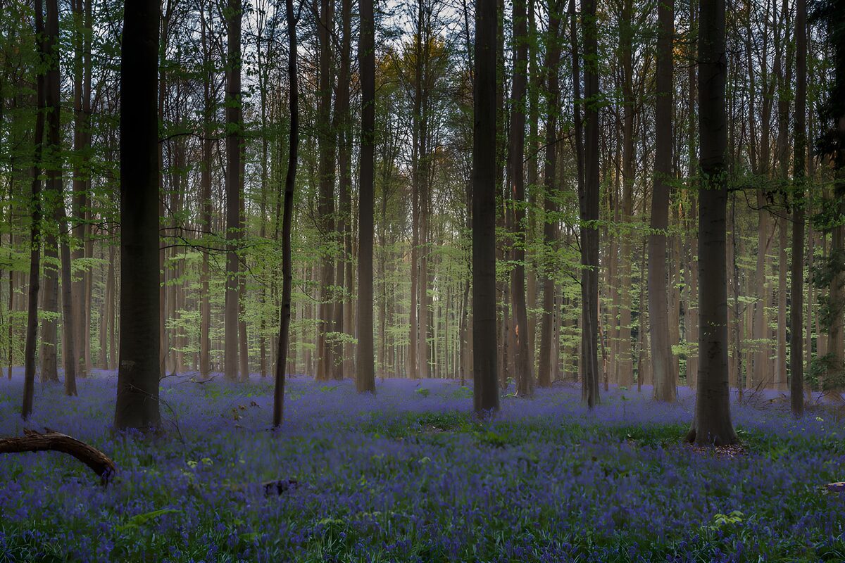 TPFR86190: Forêt enchanteur parsemée de jacinthes