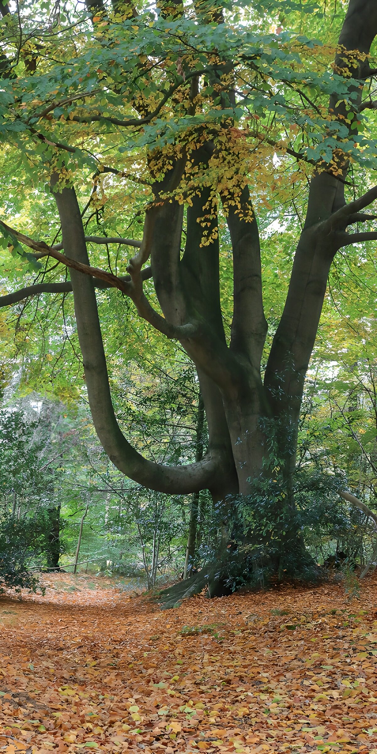 TPFR57220: Arbre majestueux en automne