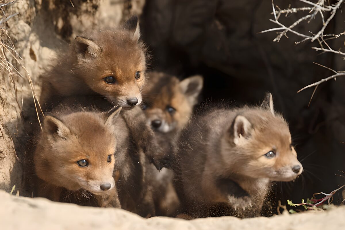 Des renardeaux explorant leur terrier