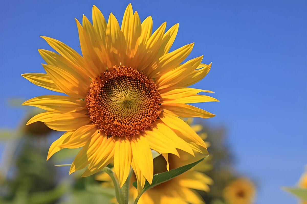 TPFR26519: Tournesol éclatant au soleil