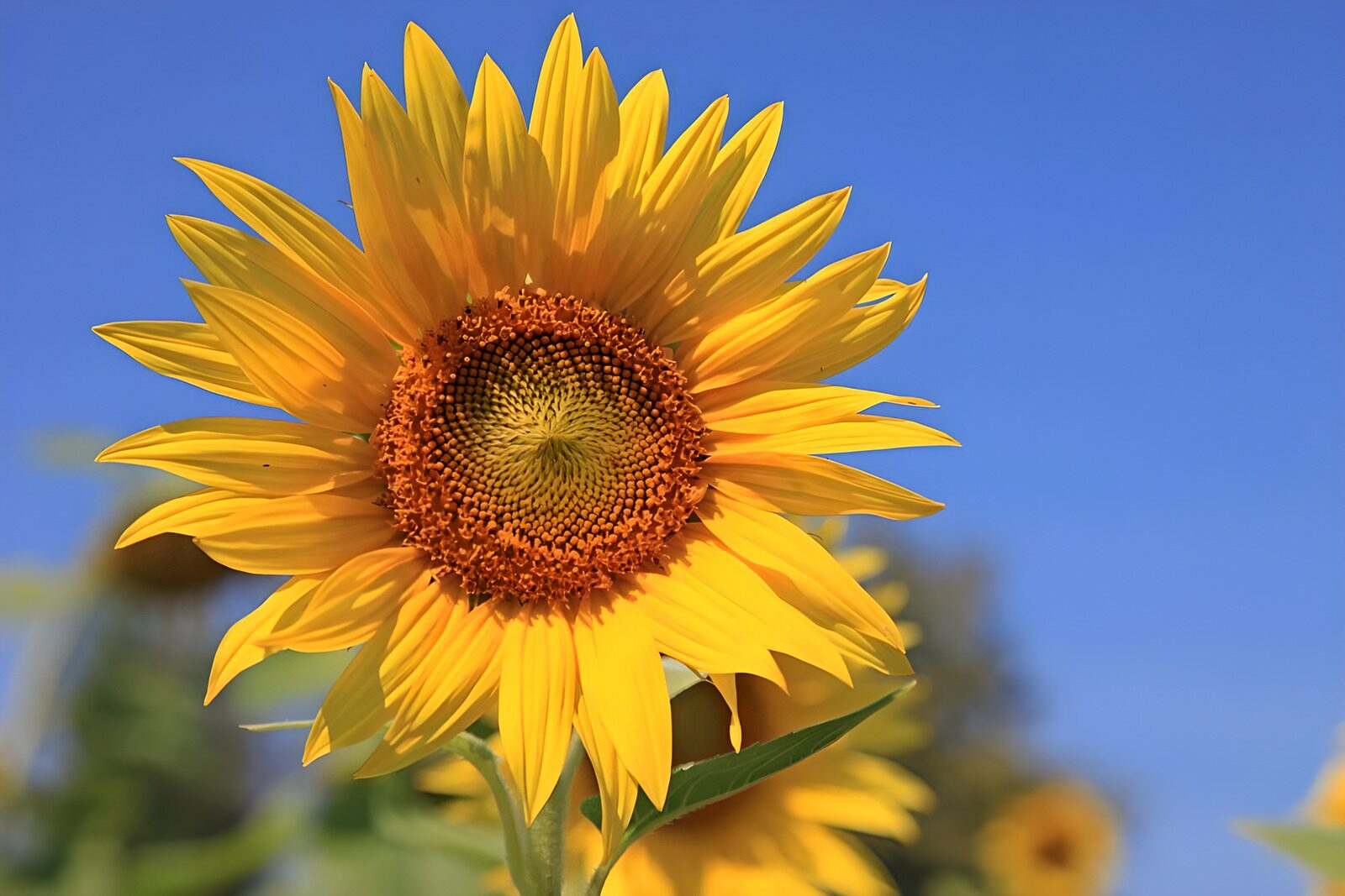 TPFR26519: Tournesol éclatant au soleil