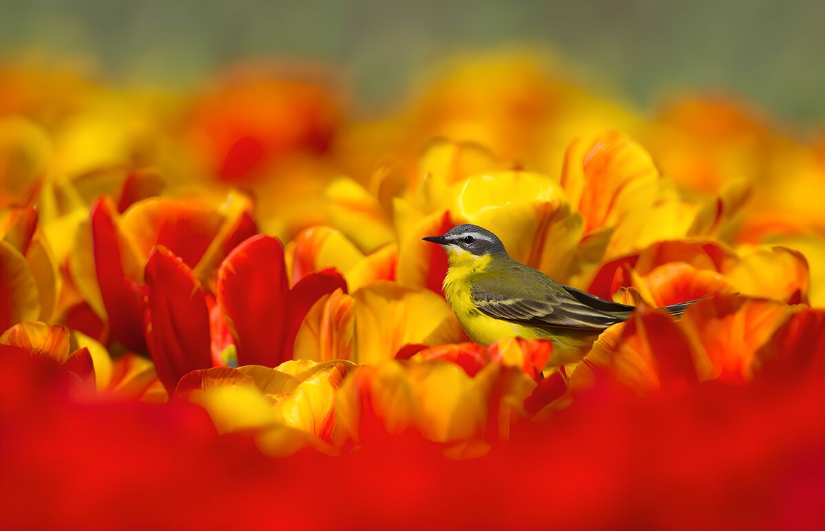 TPFR69489: Oiseau coloré parmi les tulipes brillantes