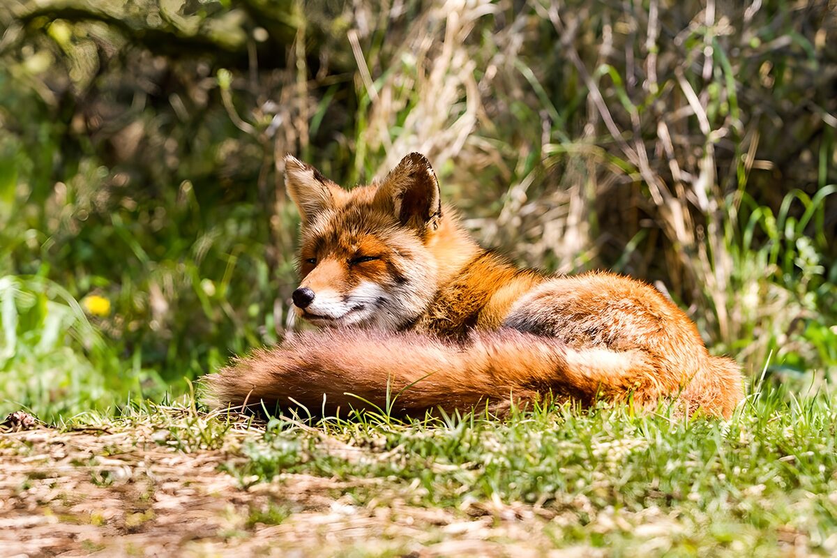 Renard au repos dans la nature