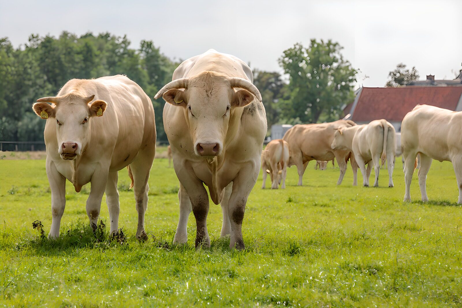 TPFR12041: Vaches en pâturage sous le soleil
