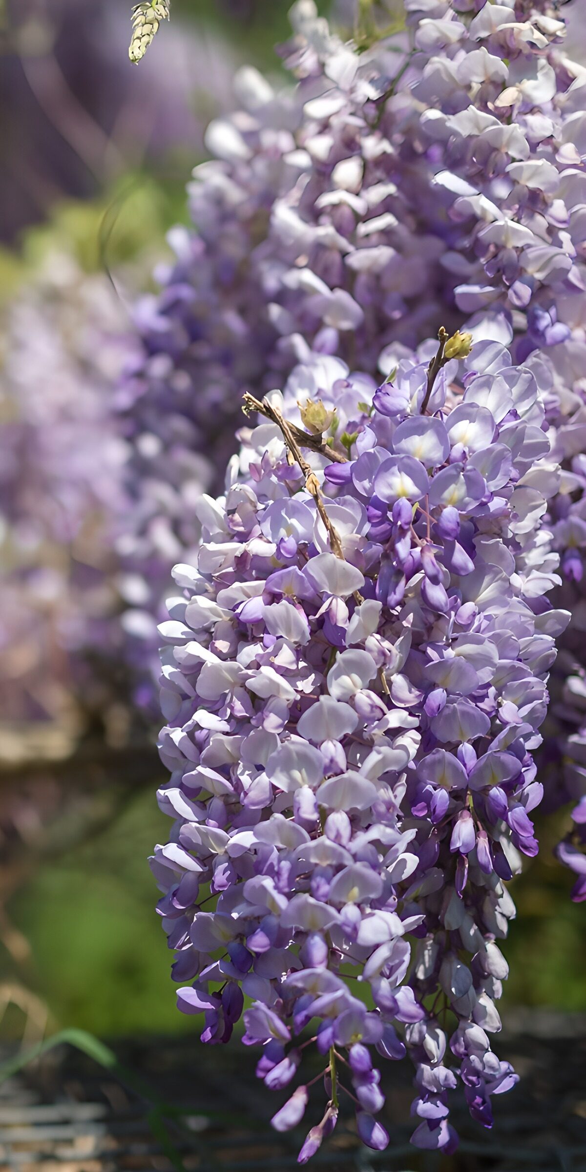 TPFR14583: Belles grappes de glycines en fleurs