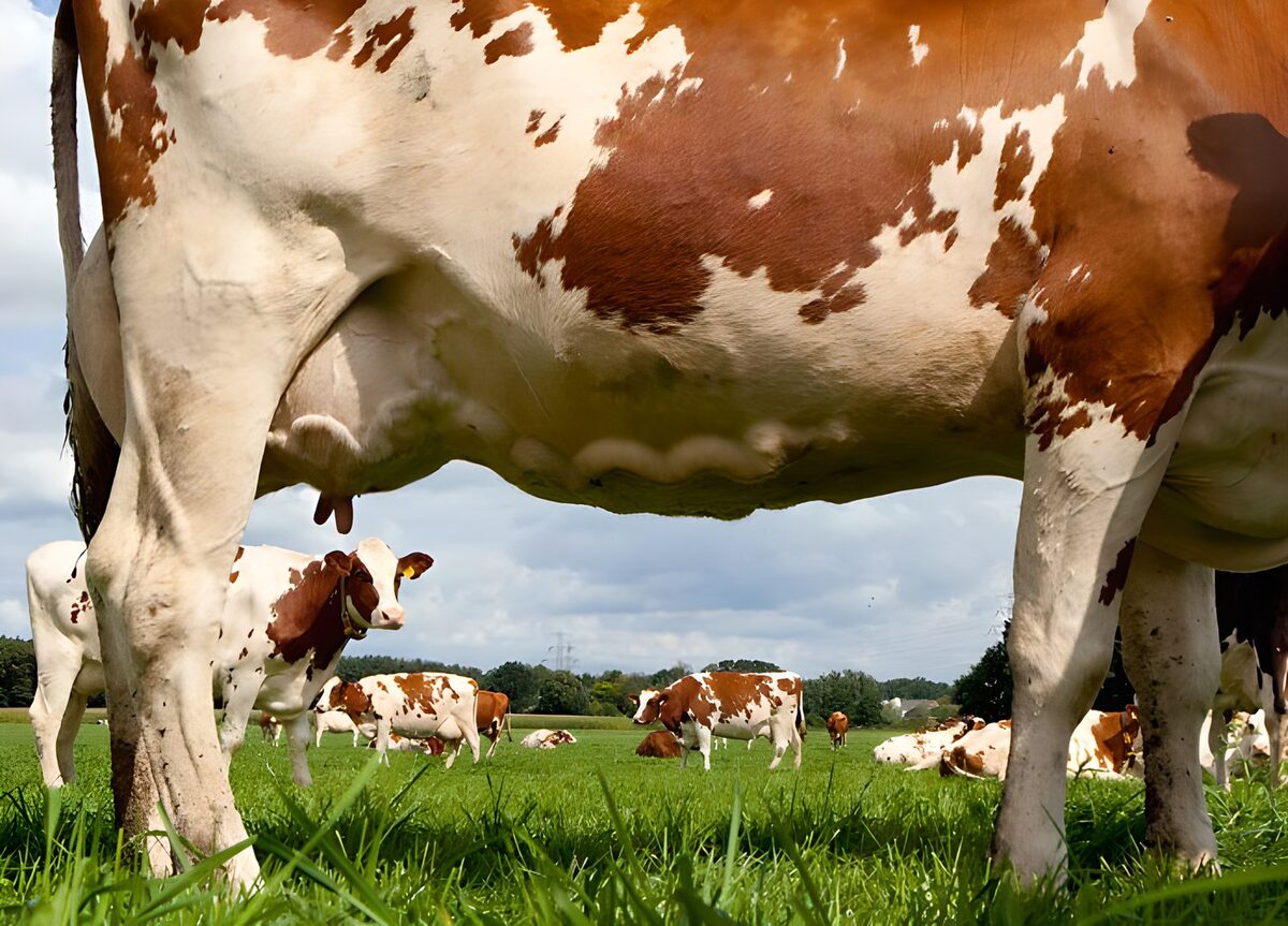Prairie photographiée entre les pattes d'une vache