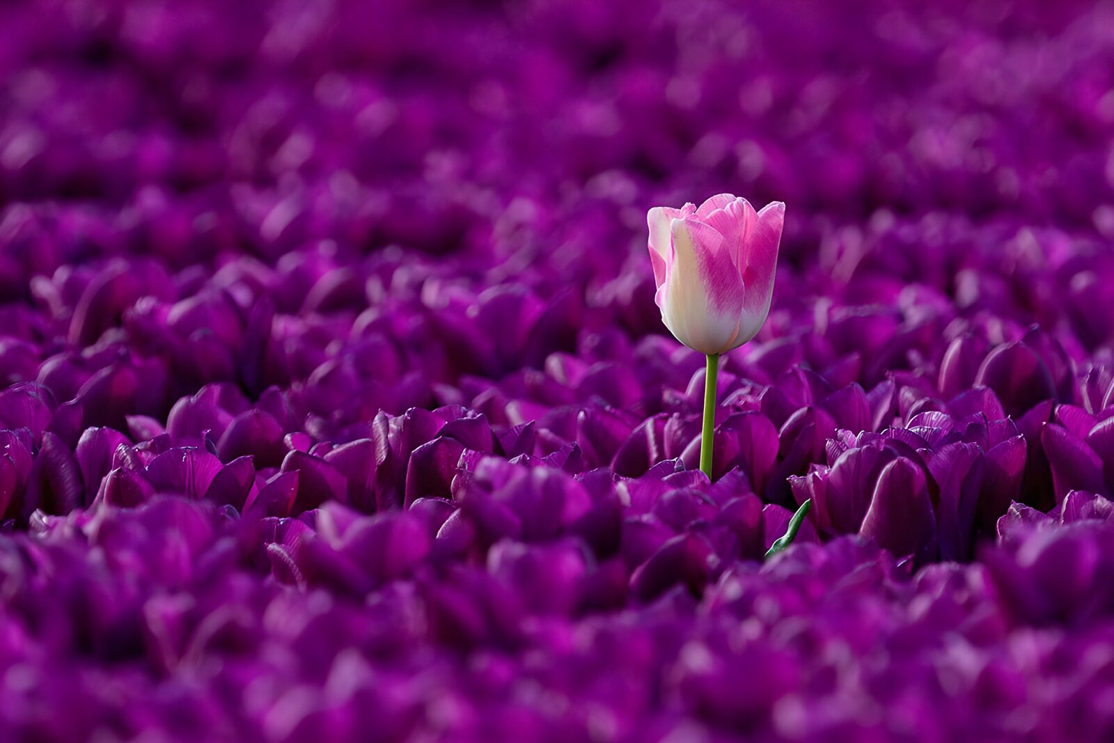 TPFR43037: Tulipe unique au milieu des violettes